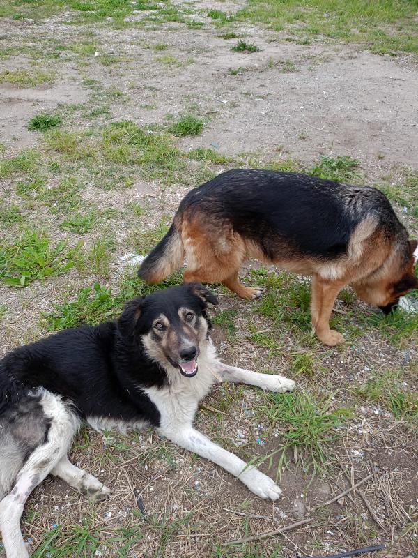 💞 INSEPARABILI: BALU & BEA CERCANO CASA 💞 Foto 4